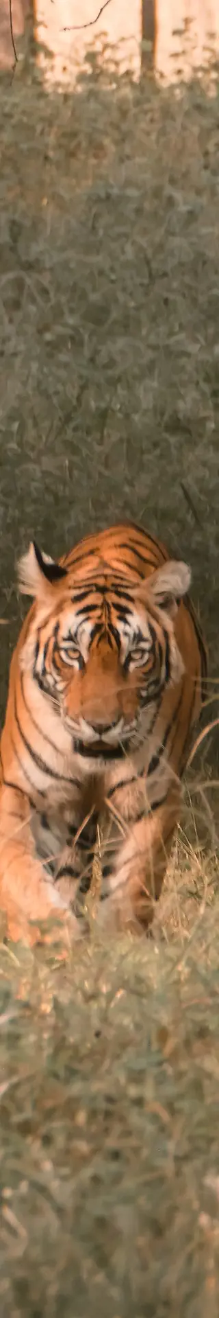 Ein Traum geht in Erfüllung